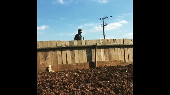 Showjumping dog