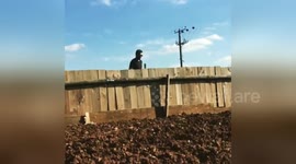 Newsflare Edit - Showjumping dog