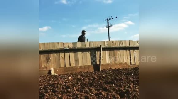 Newsflare Edit - Showjumping dog