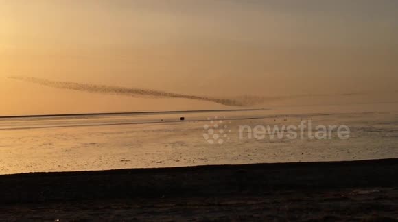 Sunset murmuration