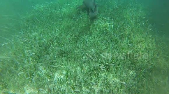 Sharks in Belize