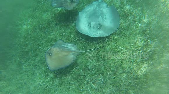 sharks in belize