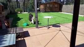 Dog goes crazy playing