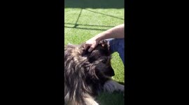 You can't stop petting her