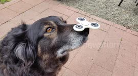 Adorably patient dog allows fidget spinner to spin on nose