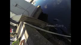 Fat Seal Swimming at the Docks