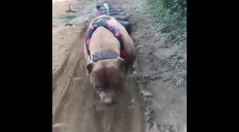 Dog traning
