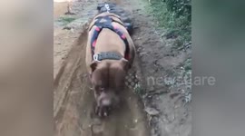 Newsflare Edit - Dog traning