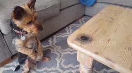 Yorkshire terrier mesmerised by fidget spinner