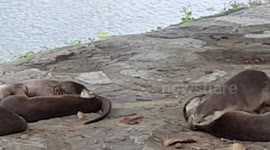 Singapore Urban Otters lazing at Marina Barrage