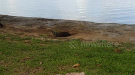 Singapore Otters rolling on ground near Gardens By the Bay