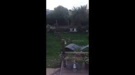 Dexter the killer duck