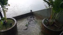 Singapore Otters at Gardens by the Bay, after evening rain