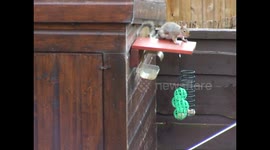 squirrel stealing birdseed