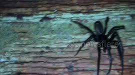 Massive spider filmed in Kent, UK