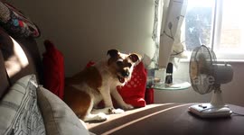 BIG fan of the fan. Hotdog cools down.