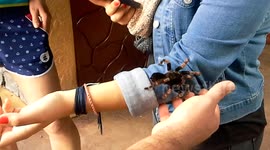 There's a Big Tarantula Crawling onMe!