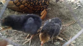 Baby chick goes on wild ride!