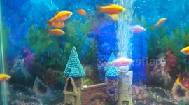 Fishes in various color