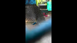 peacock dancing