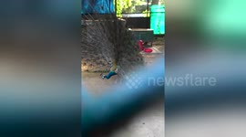 Newsflare Edit - peacock dancing