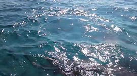 Feeding the Sharks on a Snorkeling Trip in Belize