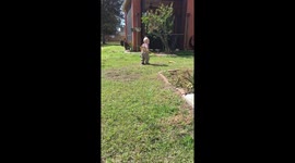 Toddler drops the