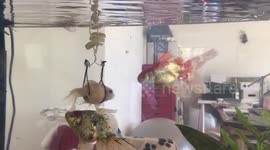 Injured pet fish is able to swim again after receiving a floating harness