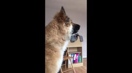 Dog Barks At Toy Tiger