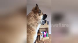 Newsflare Edit - Dog Barks At Toy Tiger
