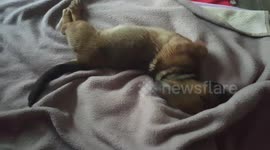 Puppy dog drying off after shower