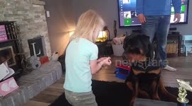 Little girl turns her big dogs drool tap on with a chip