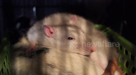 Happy Pet Rat Boggles
