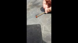 cardinal beetle