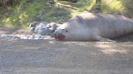 Blood-soaked elephant seal sunbathes after fight