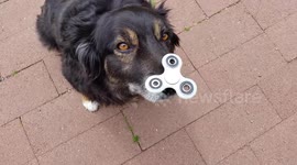 Fidget Spinner Dog