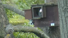 Baby owl clings on for dear life up a tree