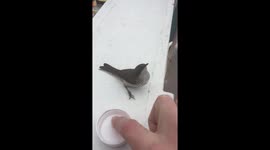 Feeding a bird at sea