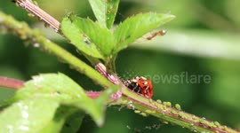 Ladybirds caught on camera mating