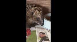 Olive's breakfast