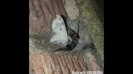 Tug of war with a spider