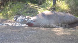 Newsflare Edit - Blood-soaked elephant seal sunbathes after fight