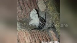Newsflare Edit - Tug of war with a spider