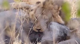 Lion caught on camera killing an elephant