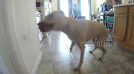 Pitbull loses it when her favorite Traveler Broad returns after 8 months!