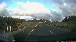 Newsflare Edit - Family of ducks cross road in New Zealand