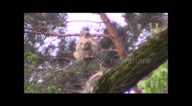 Great horned owl young learn to fly
