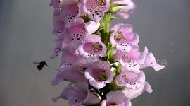 Foxglove Bees - Slow Motion and photos