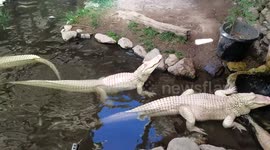 Albino alligator growling like dinosaurs in colorado at local reptile rescue