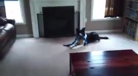 Our border collie really wants him to come downstairs.